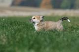 CORGI PEMBROKE 1104